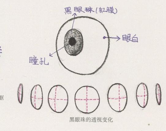 廣州美術(shù)培訓(xùn)畫室整理的速寫五官局部之眼睛的畫法,06